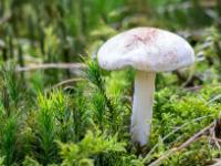 Kleiner weißer Pilz im Moosteppich